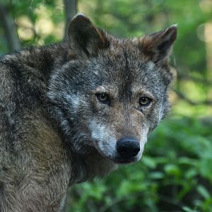 Iberian wolf (Canis lupus signatus)