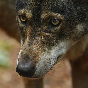 Iberian wolf (Canis lupus signatus)