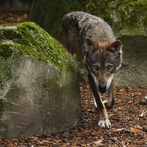 Iberian wolf (Canis lupus signatus)