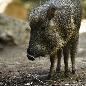 Chaco pecari (Catagonus wagneri)