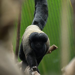 Red-backed Bearded Saki Chiropotes chiropotes
