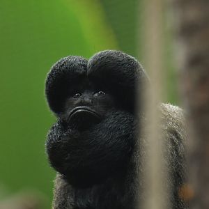Red-backed Bearded Saki Chiropotes chiropotes