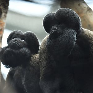 Red-backed Bearded Saki Chiropotes chiropotes