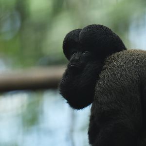 Red-backed Bearded Saki Chiropotes chiropotes