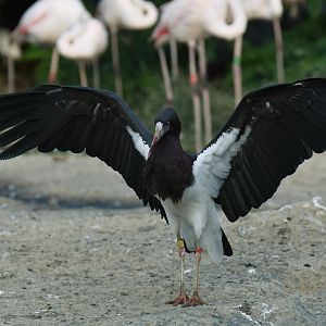 Abdim's stork Ciconia abdimi