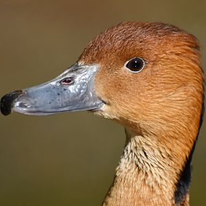 Fulvous Whistling-Duck  (Dendrocygna bicolor)