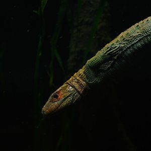 Northern caiman lizard (Dracaena guianensis)