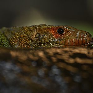 Northern caiman lizard (Dracaena guianensis)