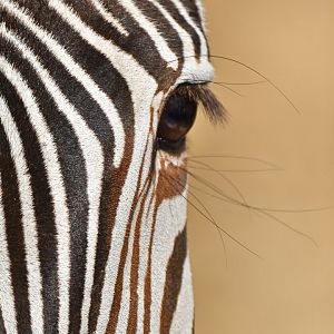 Grévy's zebra (Equus grevyi)