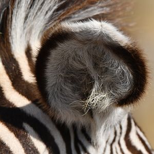 Grévy's zebra (Equus grevyi)