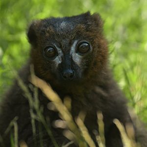 Red-bellied lemur (Eulemur rubriventer)