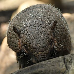 Six-banded armadillo (Euphractus sexcinctus)