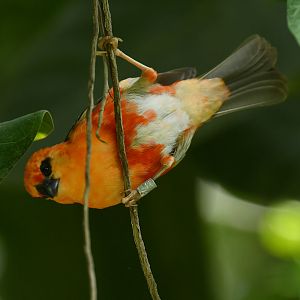 Red Fody (Foudia madagascariensis)