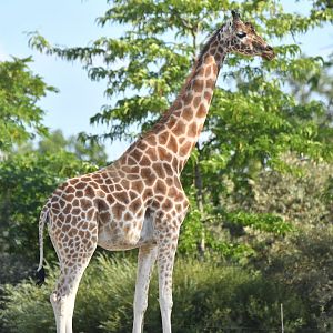 Kordofan's giraffe (Giraffa cameleopardis antiquorum)