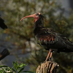 Northern Bald Ibis Geronticus eremita