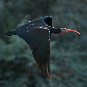 Northern Bald Ibis Geronticus eremita