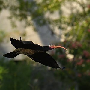 Northern Bald Ibis Geronticus eremita