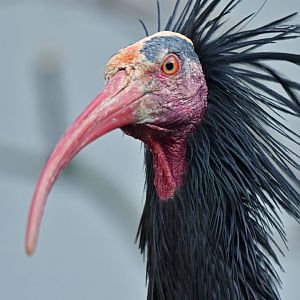 Northern Bald Ibis Geronticus eremita