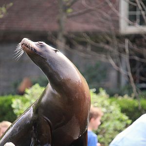 Central Garden - California Sea Lion