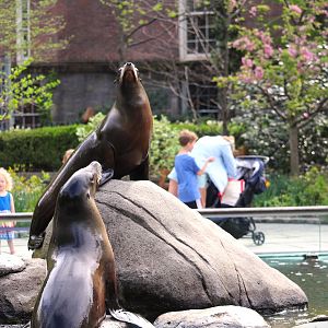 Central Garden - California Sea Lion