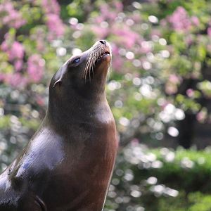 Central Garden - California Sea Lion