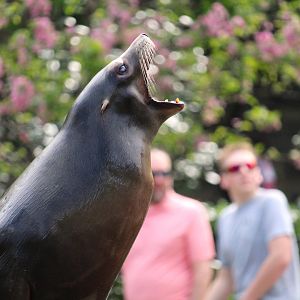 Central Garden - California Sea Lion