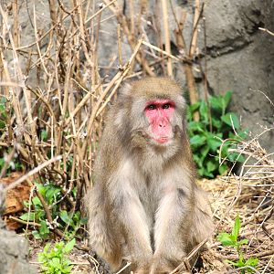 Temperate Territory - Japanese Macaque