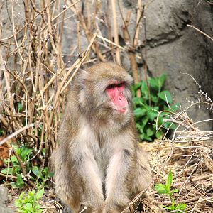 Temperate Territory - Japanese Macaque