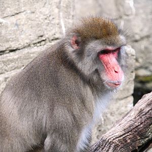Temperate Territory - Japanese Macaque