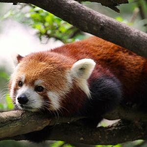 Temperate Territory - Himalayan Red Panda