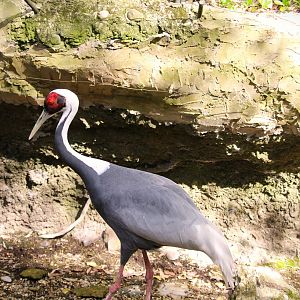 Temperate Territory - White-naped Crane