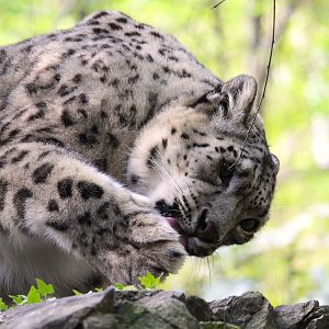 Temperate Territory - Snow Leopard