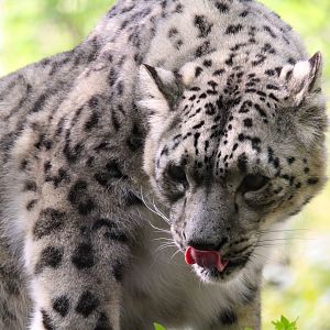 Temperate Territory - Snow Leopard