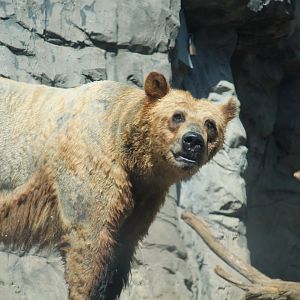 Polar Circle - Grizzly Bear