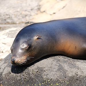 Central Garden - California Sea Lion