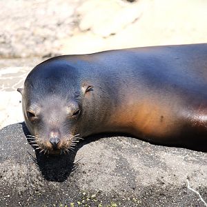 Central Garden - California Sea Lion