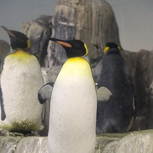 Polar Circle - King Penguin