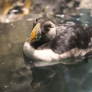 Polar Circle - Atlantic Puffin
