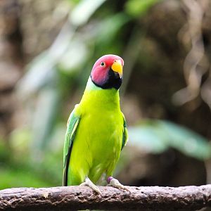 Tropic Zone - Plum-headed Parakeet