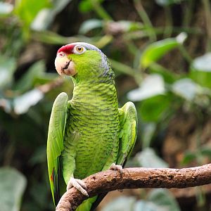 Tropic Zone - Lilac-crowned Amazon