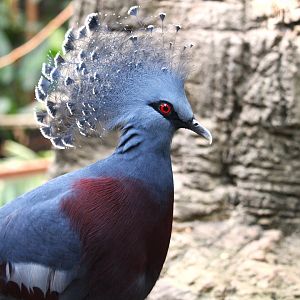 Tropic Zone - Victoria Crowned-Pigeon