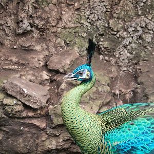 Tropic Zone - Javan Green Peafowl