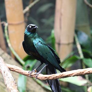 Tropic Zone - Long-tailed Glossy Starling