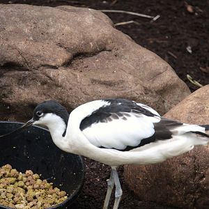 Tropic Zone - Pied Avocet