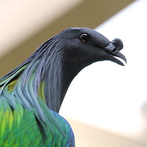 Tropic Zone - Nicobar Pigeon