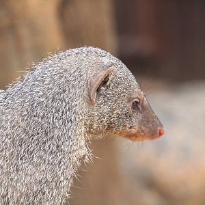 Tropic Zone - Banded Mongoose