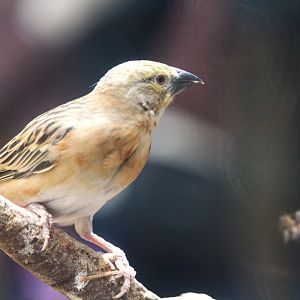 Tropic Zone - Chestnut Weaver