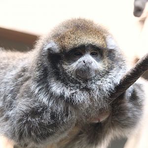 Tropic Zone - White-eared Titi