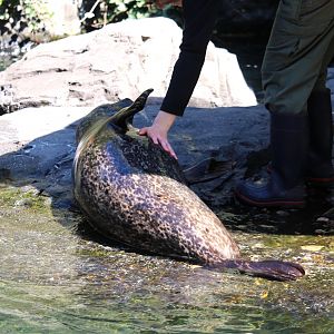 Polar Circle - Harbor Seal