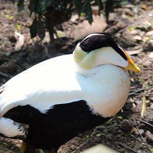 Tisch Children's Zoo - Pacific Common Eider